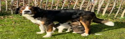 Kruising honden te koop: Super lieve Sint Berner pups - Advertentie 9
