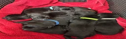 Labrador Retriever honden te koop: Zwarte Labradorpups beschikbaar - Advertentie 11