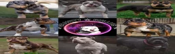 Amerikaanse Bully honden te koop: American Bully pocket pups (verwacht) - Advertentie 8