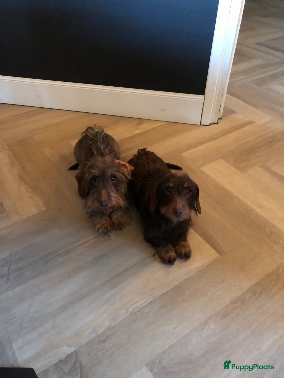 Teckel (korthaar)  honden te koop: Lief gladharig en ruwharig black and tan reutje - Advertentie 2