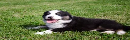 Australian Shepherd honden te koop: Australische herder pups geboren op boerderij (BE) - Advertentie 7