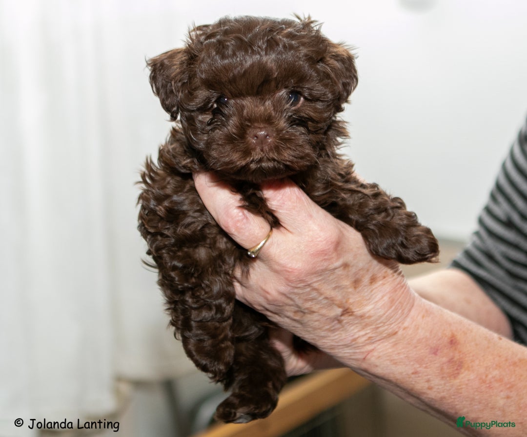 Bolonka Zwetna honden te koop: Bolonka pups - Advertentie 4