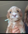Australian Labradoodle mint bandje
