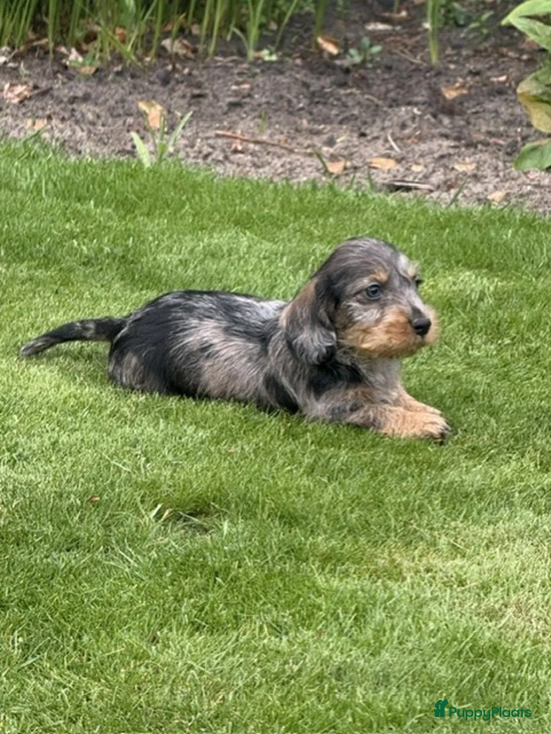 Ruwhaar Teckel honden te koop: zeer mooie ruwharige teckel pups zeer mooiekleuren - Advertentie 2