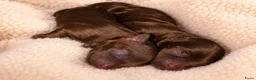 Bolonka Zwetna honden te koop:  Marron bruin bolonka zwetna teefje met stamboom  - Advertentie 3