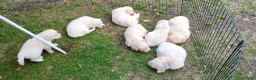 Golden Retriever honden te koop: Deze leukerds zoeken een baasje - Advertentie 20