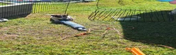 Jack Russel Terriër honden te koop: Jack Russel puppys in Callantsoog - Advertentie 5