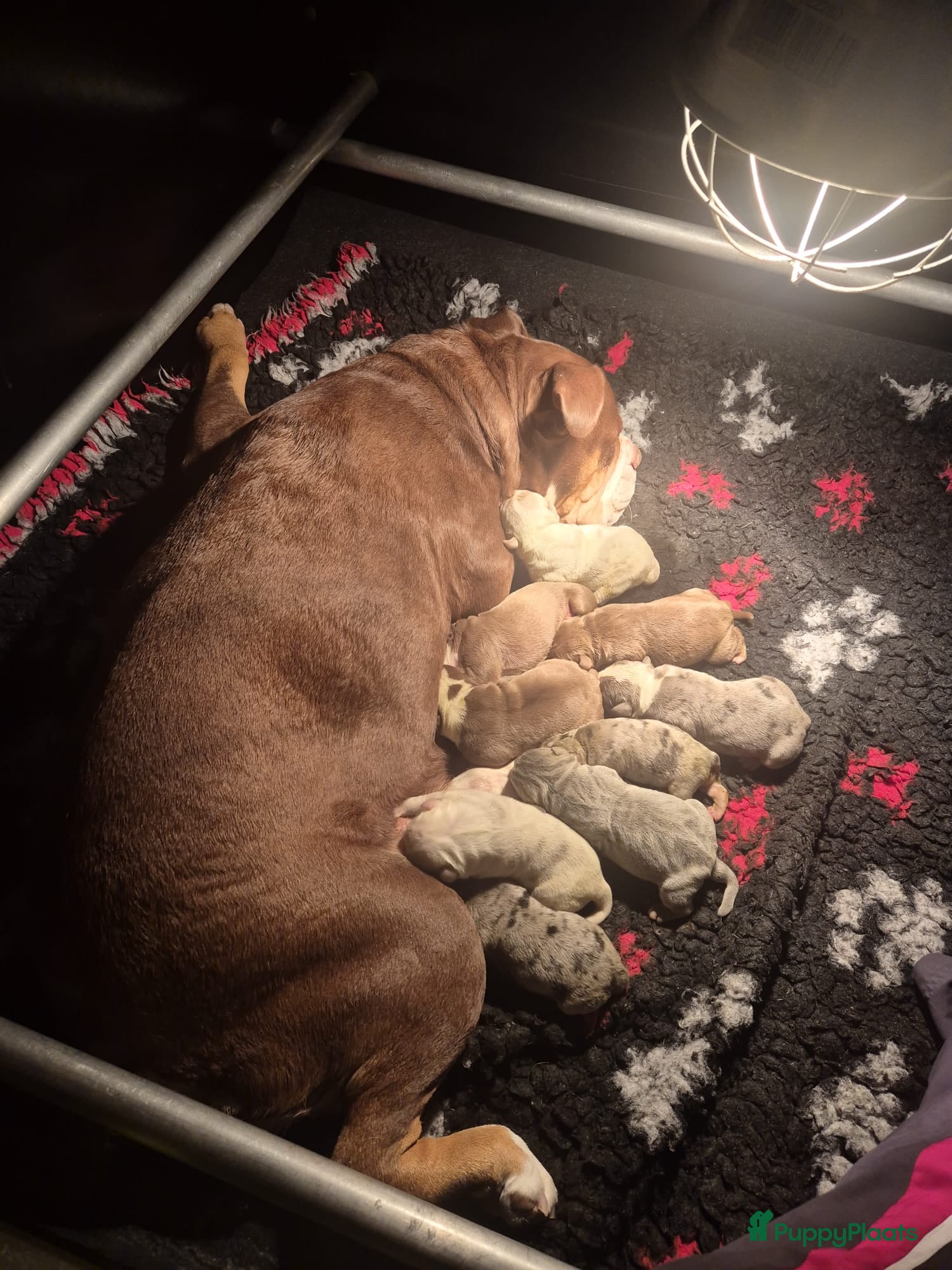 Old English Bulldog honden old english bulldog pups  - Advertentie 1