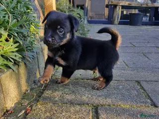 Jack Russel Terriër honden Jack Russell pups verkocht!!! - Advertentie 1