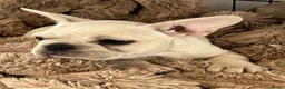 Franse Bulldog honden te koop: Franse Bulldog pups België  - Advertentie 3