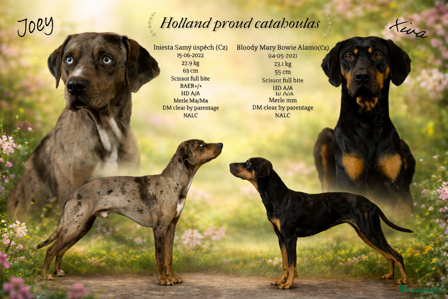 Overig honden te koop: Unieke raszuivere catahoula pups - Advertentie 6