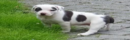 Kruising honden te koop: Border Collie Kruising pups  in Onstwedde - Advertentie 20