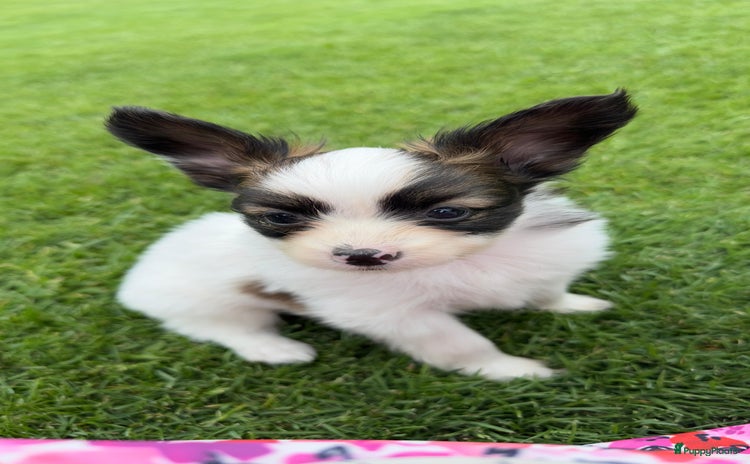 Vlinderhondje honden in Bergen - Advertentie 1