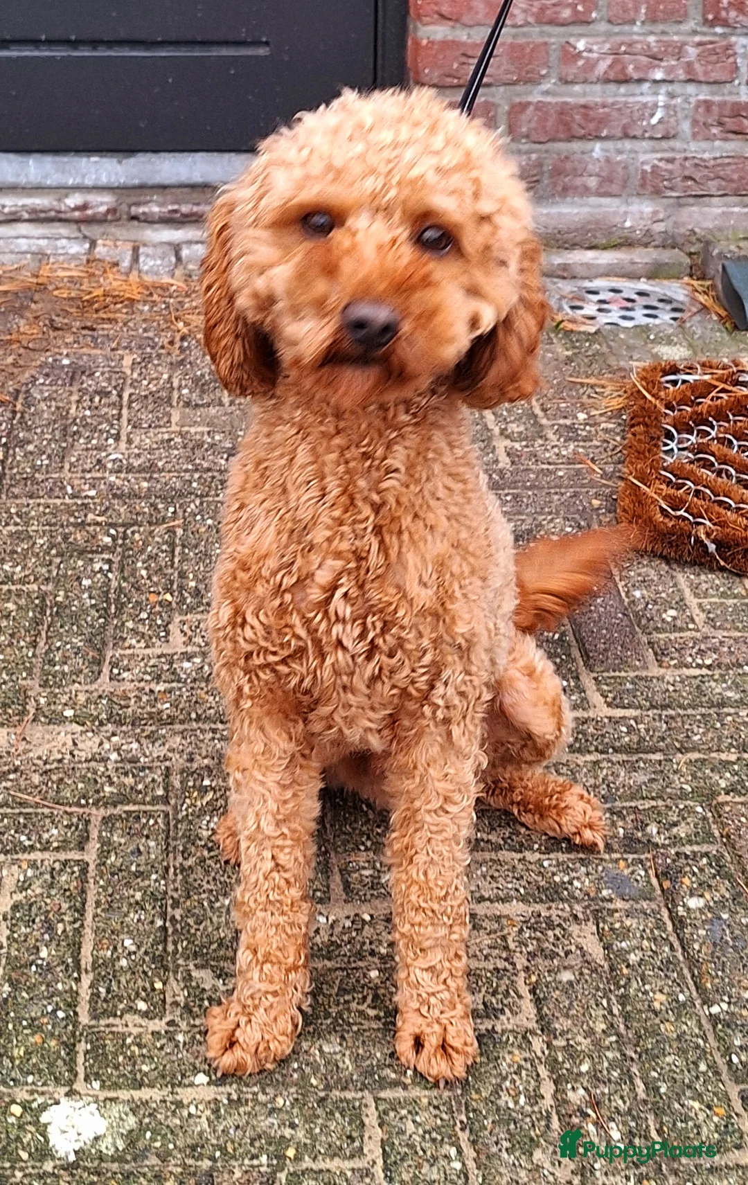 Dwergpoedel honden ter dekking: rode kleine dwergpoedel dekreu in Budel - Advertentie 3