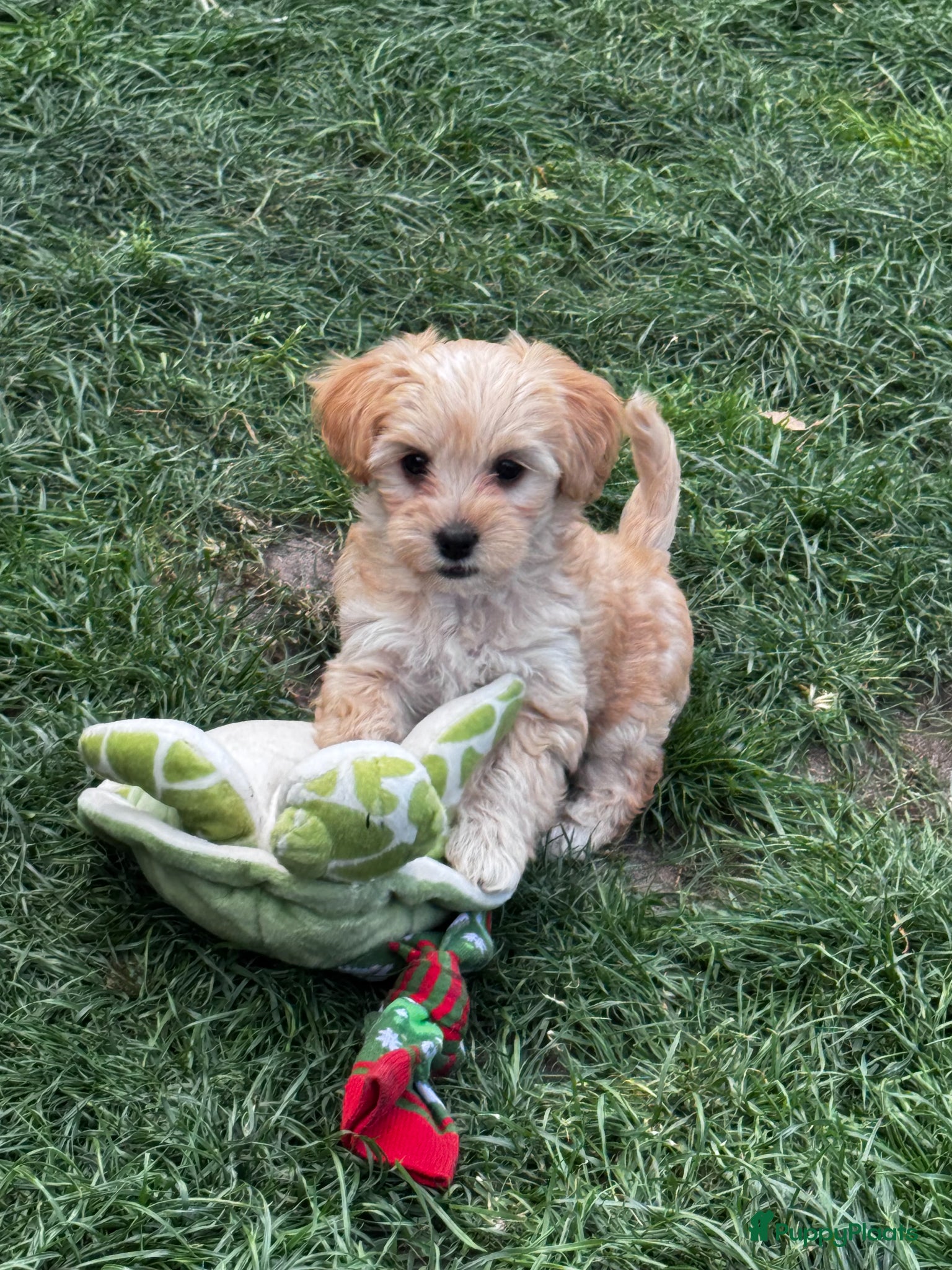 Maltipoo honden Maltipoo pups te koop - Advertentie 2