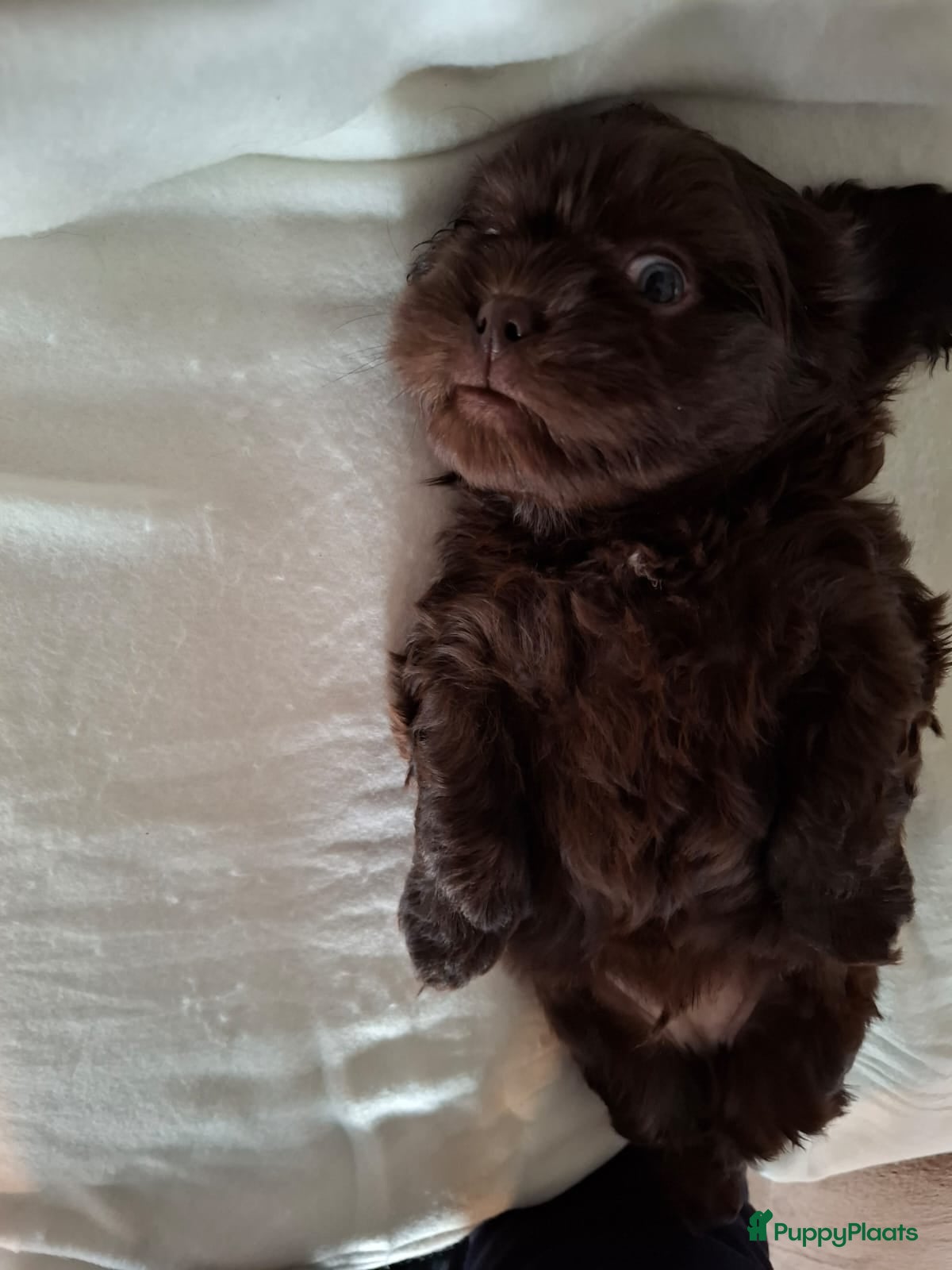 Kruising honden Mooi nestje boomerpups  - Advertentie 2