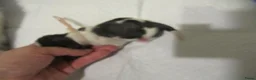 Shih Tzu honden te koop: raszuivere shih tzu het laatste mannetje - Advertentie 10
