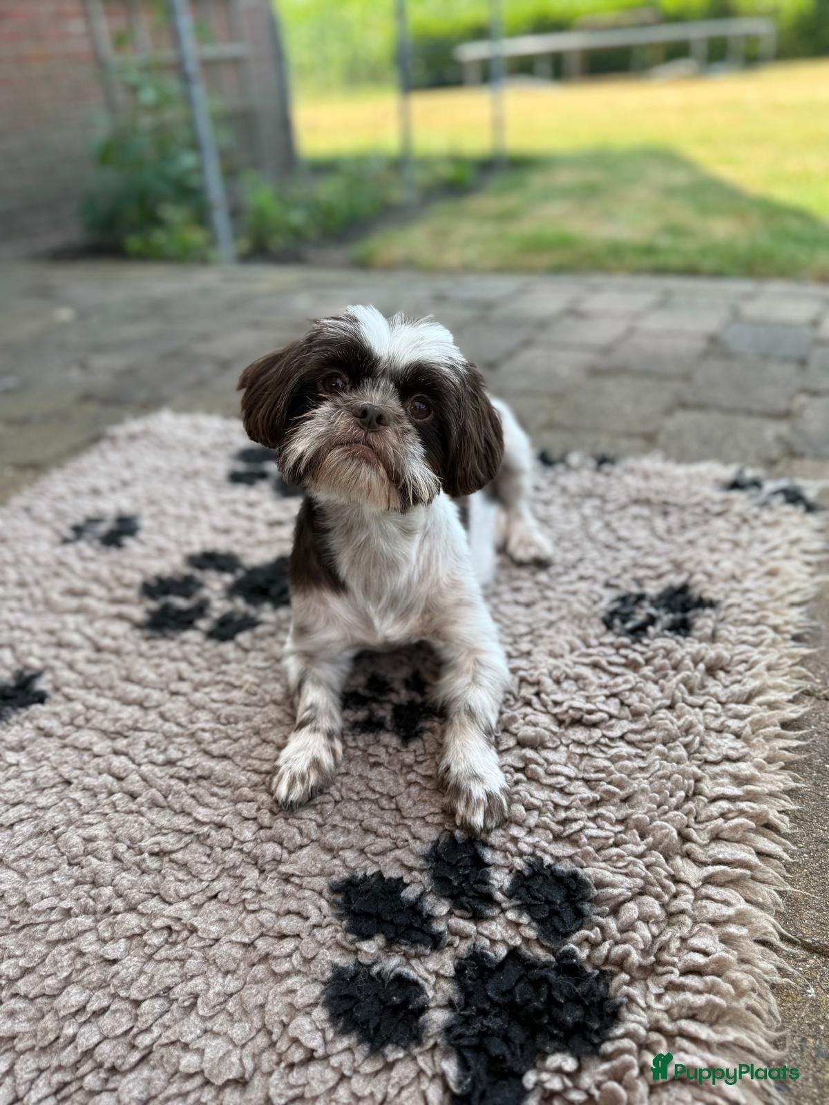 Kruising honden Nog 2 prachtige boompoo teefjes  - Advertentie 1