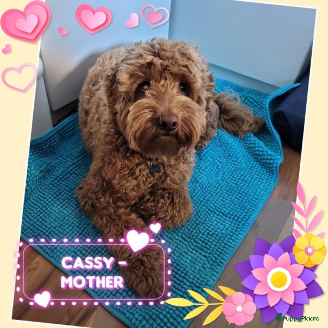 Australian Labradoodle honden Australian Labradoodle Puppies (In Belgium) - Advertentie 1