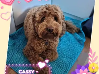 Australian Labradoodle honden Australian Labradoodle Puppies (In Belgium) - Advertentie 1