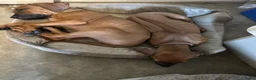 Rhodesian Ridgeback honden te koop: 10 prachtige Rhodesian Ridgeback pups te koop - Advertentie 8