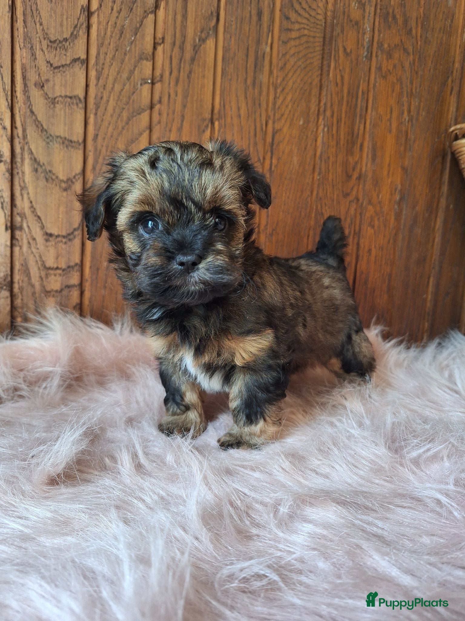 Kruising honden Mooie driekleuringe boompoo pups!🐾 - Advertentie 1