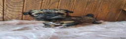 Kruising honden te koop: Mooie driekleuringe boompoo pups!🐾 - Advertentie 1