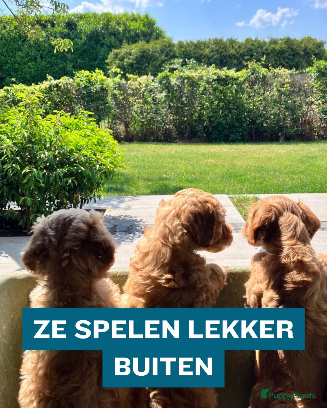 Kruising honden Bruine Labradoodle x Australian Doodle Pups  - Advertentie 2