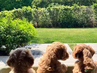 Kruising honden Bruine Labradoodle x Australian Doodle Pups - Advertentie 2