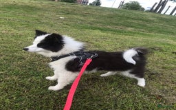 Pomsky honden te koop: F2 Pomsky pups in Zeewolde - Afbeelding 2