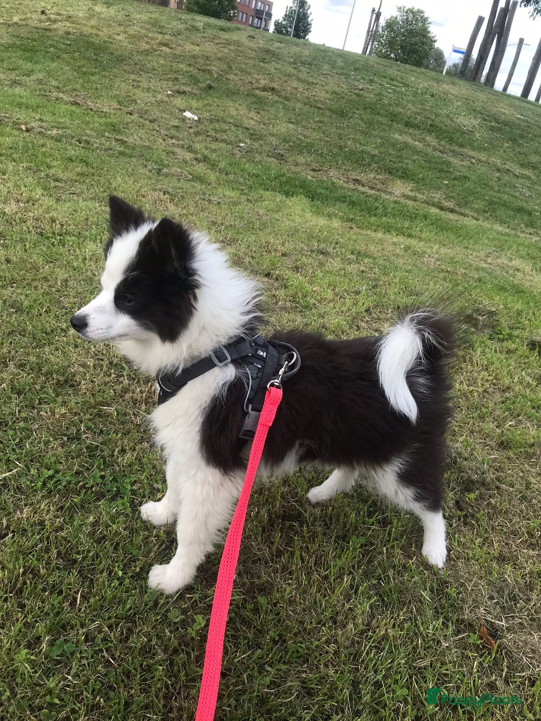 Pomsky honden te koop: F2 Pomsky pups in Zeewolde - Afbeelding 2