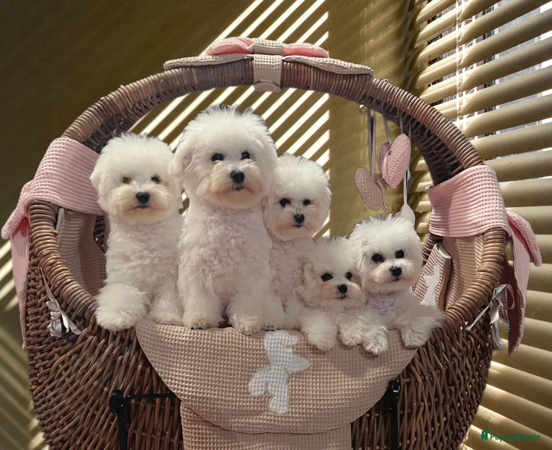 Galerij afbeelding {{count}}