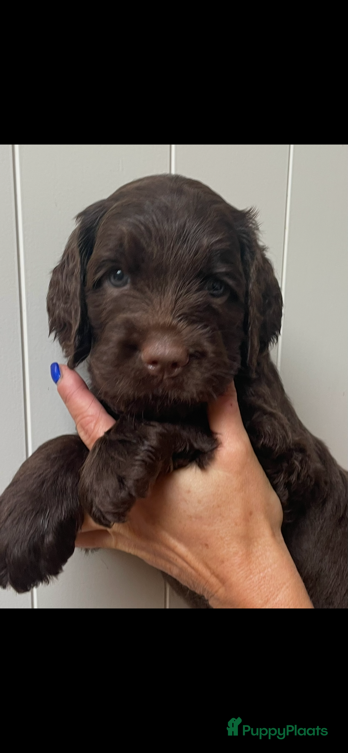 Labradoodle honden Medium Chocolade labradoodles met Australian bloed - Advertentie 1