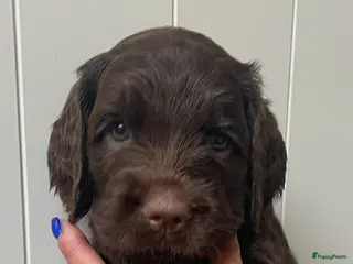 Labradoodle honden Medium Chocolade labradoodles met Australian bloed - Advertentie 1