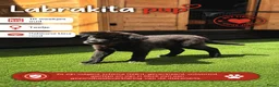 Kruising honden te koop: Laatste Labrakita pup teefje zoekt nieuw huisje - Advertentie 10