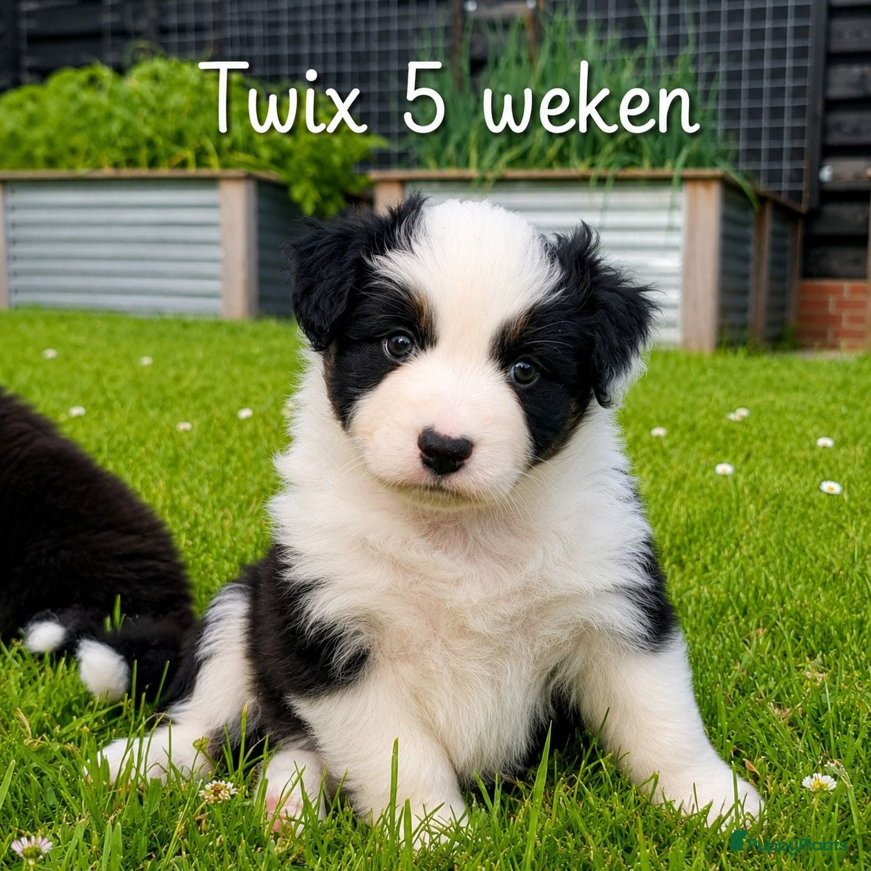 Australian Shepherd honden Australian Shepherd reutje met stamboom - Advertentie 1