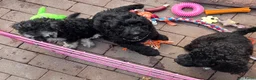 Labradoodle honden te koop: Labradoodel reutjes in Geleen - Advertentie 11