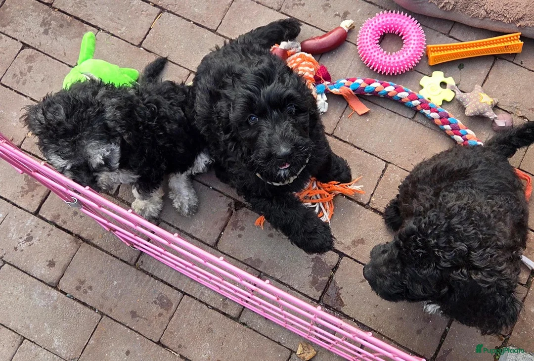 Labradoodle honden te koop: Labradoodel reutjes in Geleen - Advertentie 11