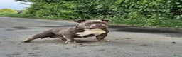 Amerikaanse Bully honden te koop: American bully pocket pup reu in Stramproy - Advertentie 6