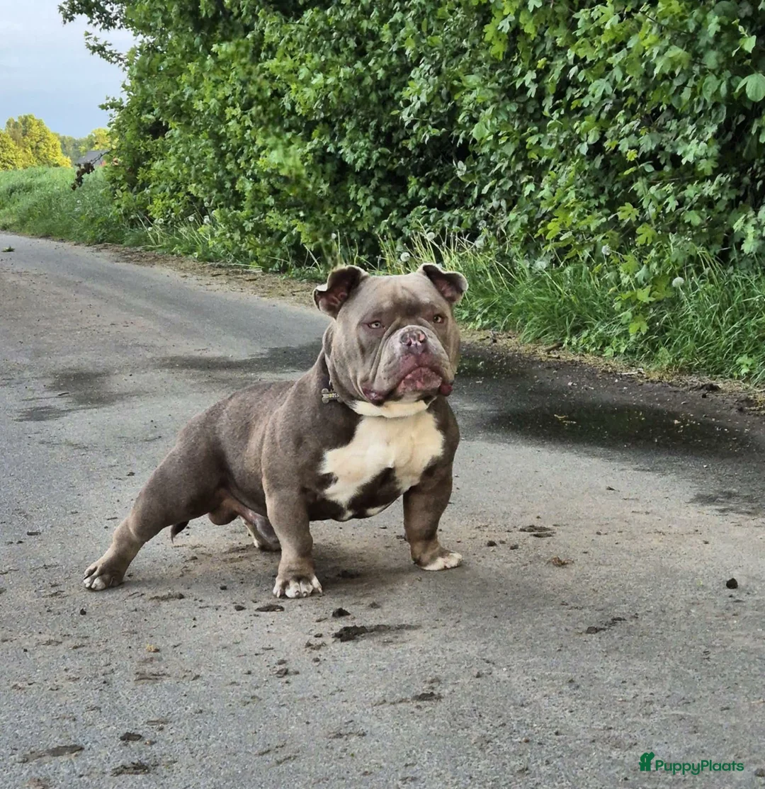 Amerikaanse Bully honden te koop: American bully pocket pup reu in Stramproy - Advertentie 6