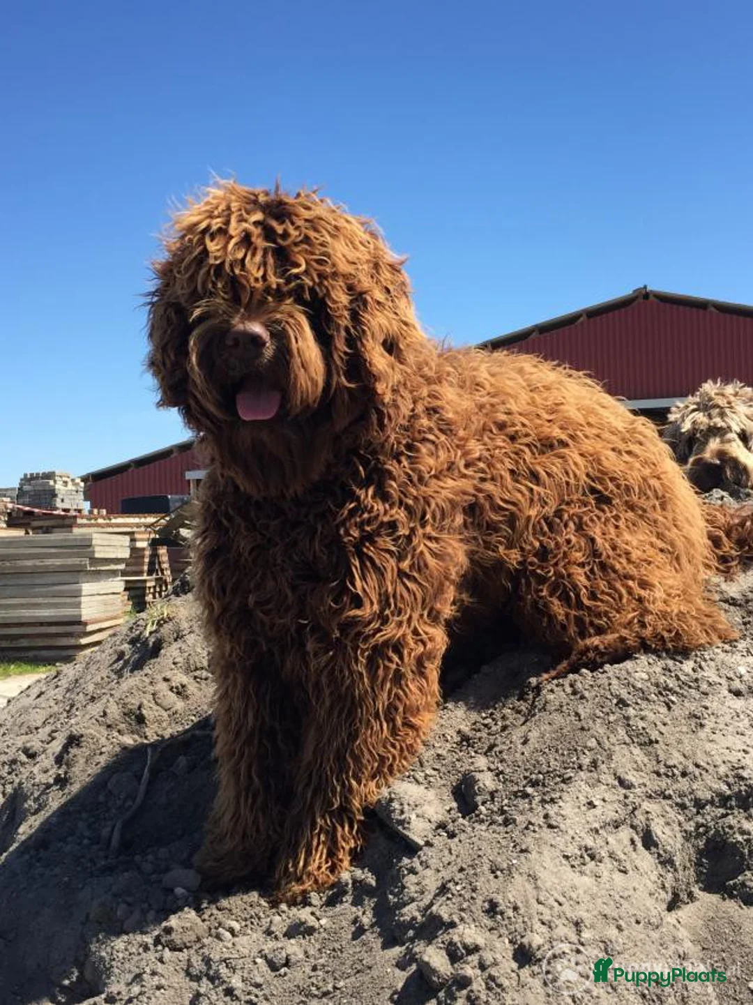 Labradoodle honden ter dekking: labradoodle dekreu  ook op locatie  in Westzaan - Advertentie 4