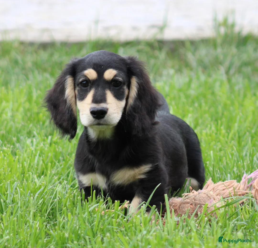 Teckel (langhaar) honden te koop: Teckel pup Black & cream - Advertentie 1