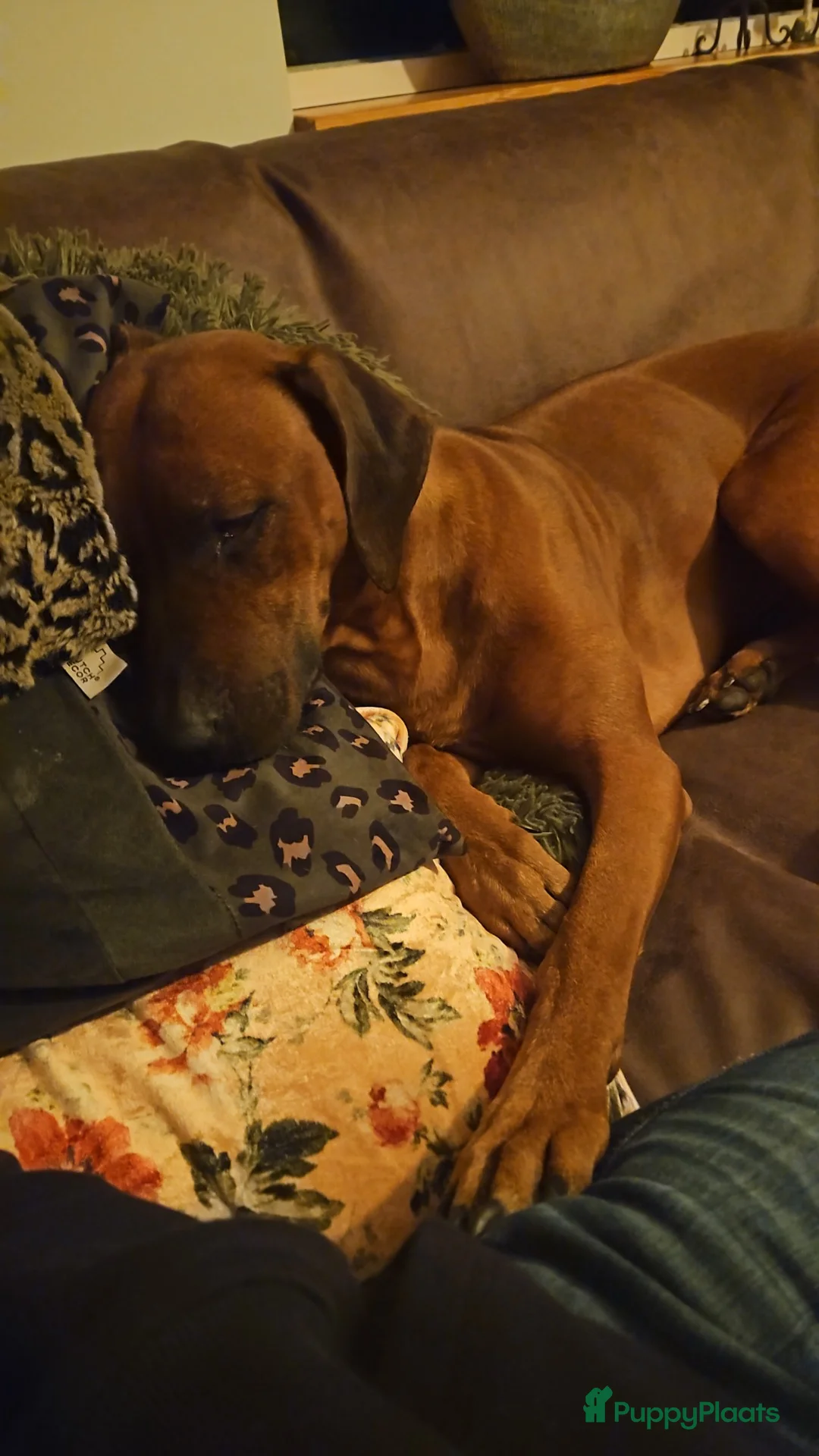 Rhodesian Ridgeback honden te koop: Rhodesian Ridgeback pups verwacht kennel Majaliwa  - Advertentie 9