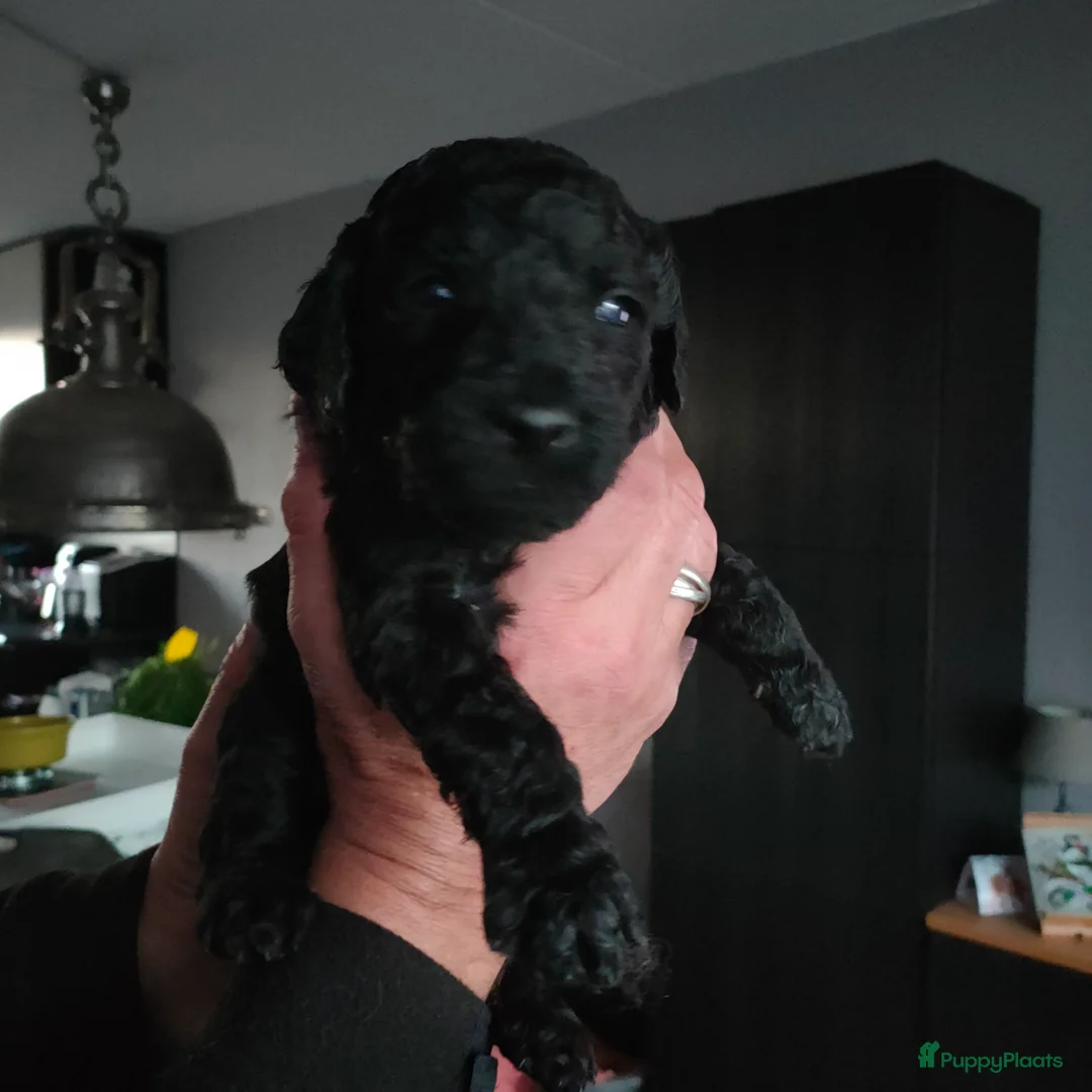 Labradoodle honden te koop: Labradoodle pups - Advertentie 15