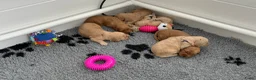 Goldendoodle honden te koop: Standaard goldendoodle pups fleece vacht - Advertentie 7