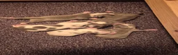 Chihuahua honden te koop: Chihuahua pups in Erp - Advertentie 7
