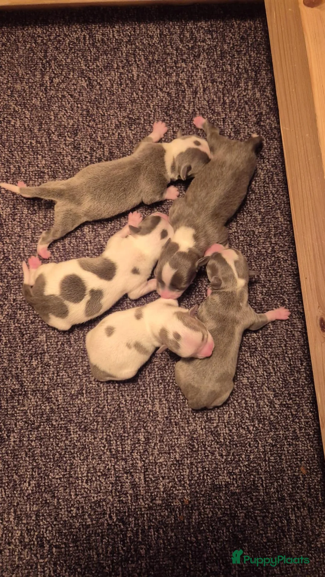 Chihuahua honden te koop: Chihuahua pups in Erp - Advertentie 7