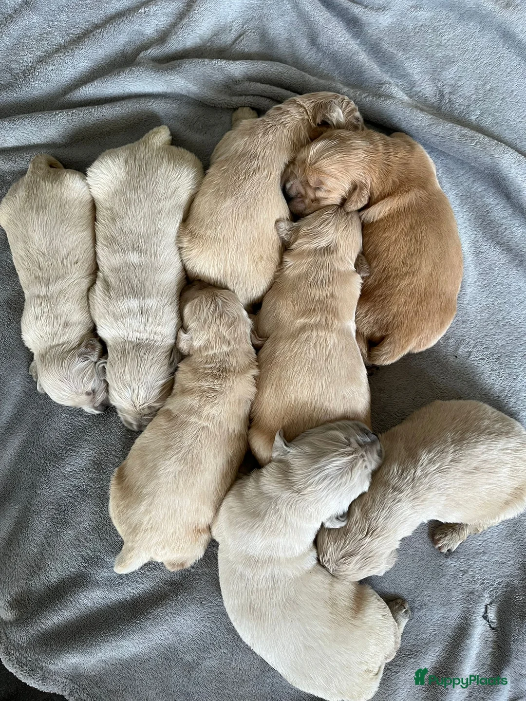 Golden Retriever honden te koop: Golden Retriever pups - Advertentie 2