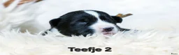 Welsh Corgi Cardigan honden te koop: Cardigan Welsh Corgi pups - Advertentie 9