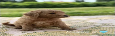 Labradoodle 3